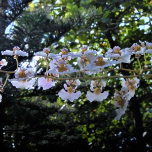 ORQUIDEA SILVESTRE